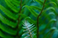 Image 1 of Ferns 2