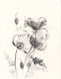 Welsh poppies no. 1