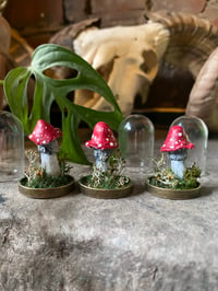 Image 1 of Mintaure Magic fly agaric mushroom in a glass dome 