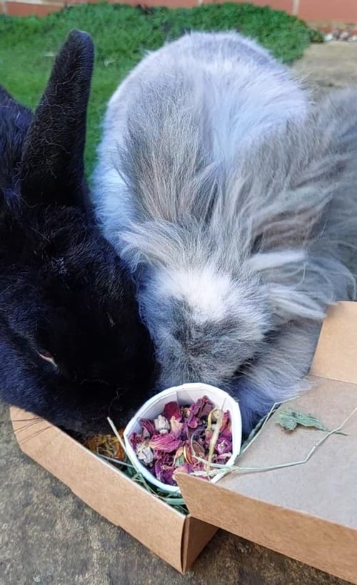 Image of Healthy munchy treat bunny burger (FAKEAWAY RANGE)