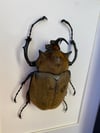 Megasoma elephas