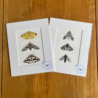 Various 10x8 Moth Collection Giclee Prints