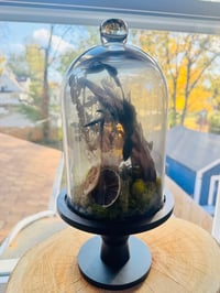 Image 2 of Cat Skull Large Terrarium 