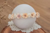 Newborn/Sitter Halo 354