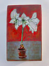 Amaryllis 