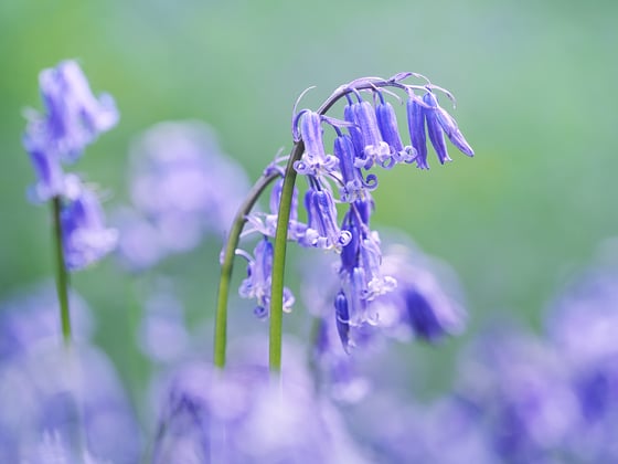 Image of Bluebells mini session DEPOSIT ONLY 