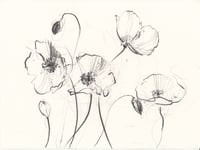 Welsh poppies no. 3