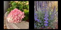 Image 4 of Hydrangea and Catmint Gold Heart Pendant