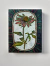 Echinacea 