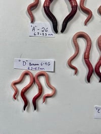 Image 5 of Hangers 🪱