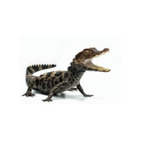 Dwarf Caiman 