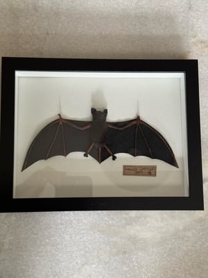 Image of Goulds wattled bat 2 faux taxidermy