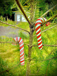 Image 4 of Candy Cane Ornament/Sherlock 