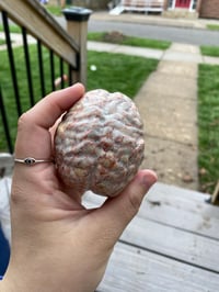 Image 7 of Jasper Brain