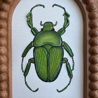 Image 3 of Water colour beetle 