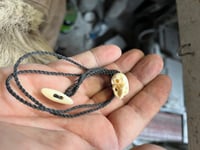 Image 5 of little Pigs tooth Skull