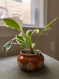 Image 1 of Happy Hosta in Aztec looking Tan Pot