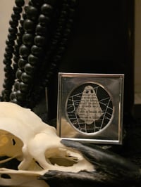Image 1 of 1800’s biblical Ghost with preserved spider web -14