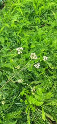 Yarrow