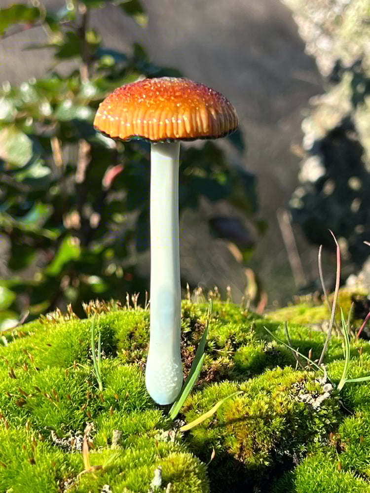 Image of Dune Grass Mushroom Plant Spike 3