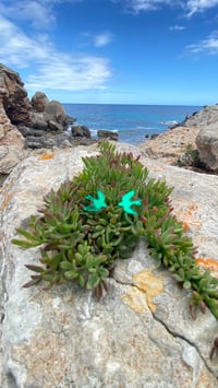 Image 3 of Zrcadloví Ptáčci 