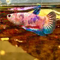 Image of Multicolour Betta Male HMPK