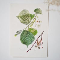 Image 1 of Planches De Botanique Tilleul, Erable, Frêne & Marronnier