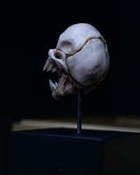 Image 16 of Vampire fetal skull, original art, dark academia