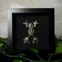 Black suade Reinwardts Tree Frog