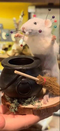 Image 5 of Make your own Taxidermy Mouse Workshop Dec 9th 11am - 3pm