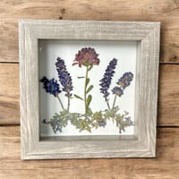 Image 2 of Plum Chrysanthemum, Veronica, Lavender And Catmint Wildflowers In 6" X 6" Shadow Box (Item# 202206S)