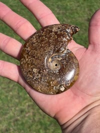 Image 15 of Ammonite Fossil | Madagascar #3051