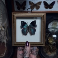Image 2 of Memphis Butterfly Frame