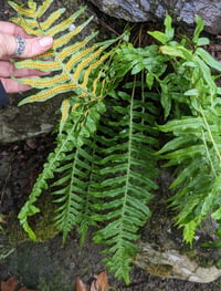 Image 3 of Licorice Fern : Polypodium glycyrrhiza