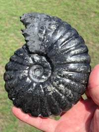 Image 1 of Black Ammonite Fossil With Pyrite #2510