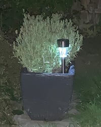 Image 5 of Memorial Solar Lights