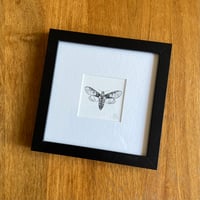 Framed Giclee Print - Death’s-Head Moth