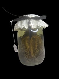 Image 4 of adult cane toad jar