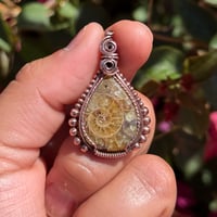 Image 3 of Ammonite 🐌🤎