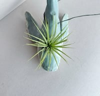 Image 2 of  Humpback Whale with Air Plant , Hanging