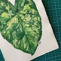 Image 1 of Original Illustration Сaladium praetermissum