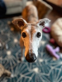 Image 2 of Queen Piper