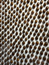 Image 2 of LADYBIRDS GALORE