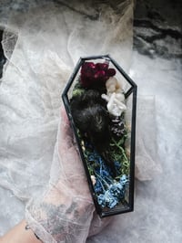 Image 6 of LetterstoLaLuna Haunted Forest Carrion Crow Head in glass coffin 