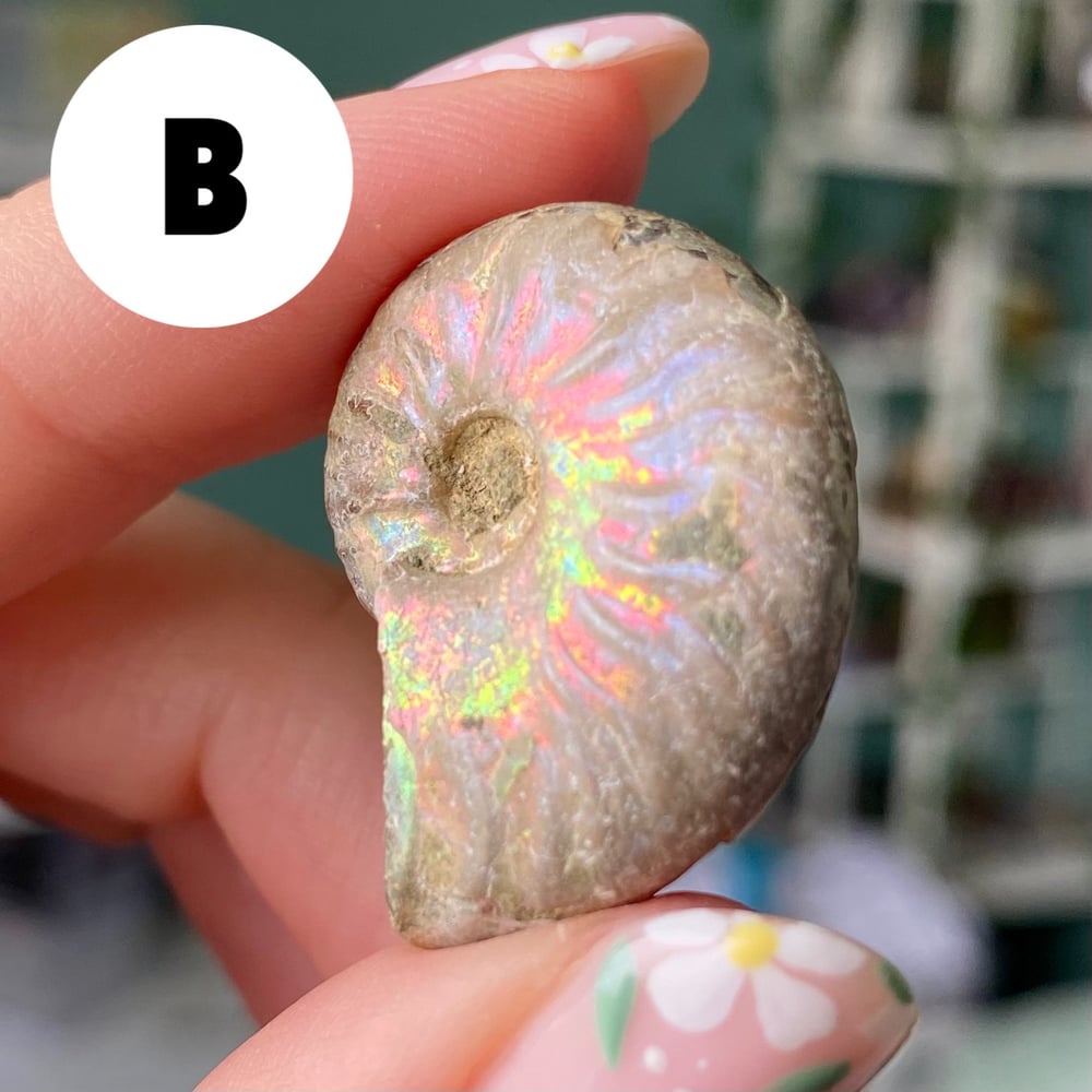 Image of Ammonite Shell