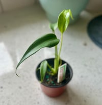 Image 2 of Monstera Burle Marx Flame *RARE*