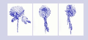 Image of Chrysanthemum triptych 