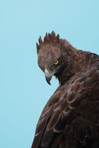 Image 1 of Eagle Eye