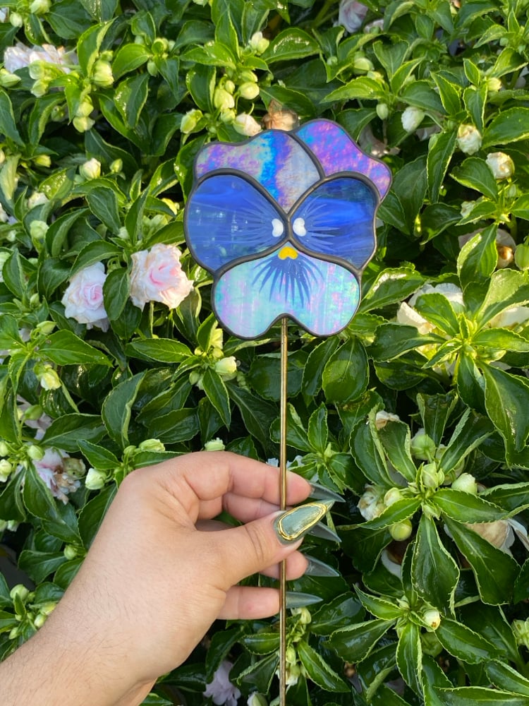 Image of Blue Pansies