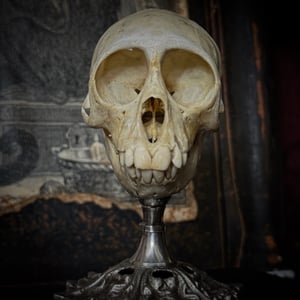 Image of Vervet Monkey Skull